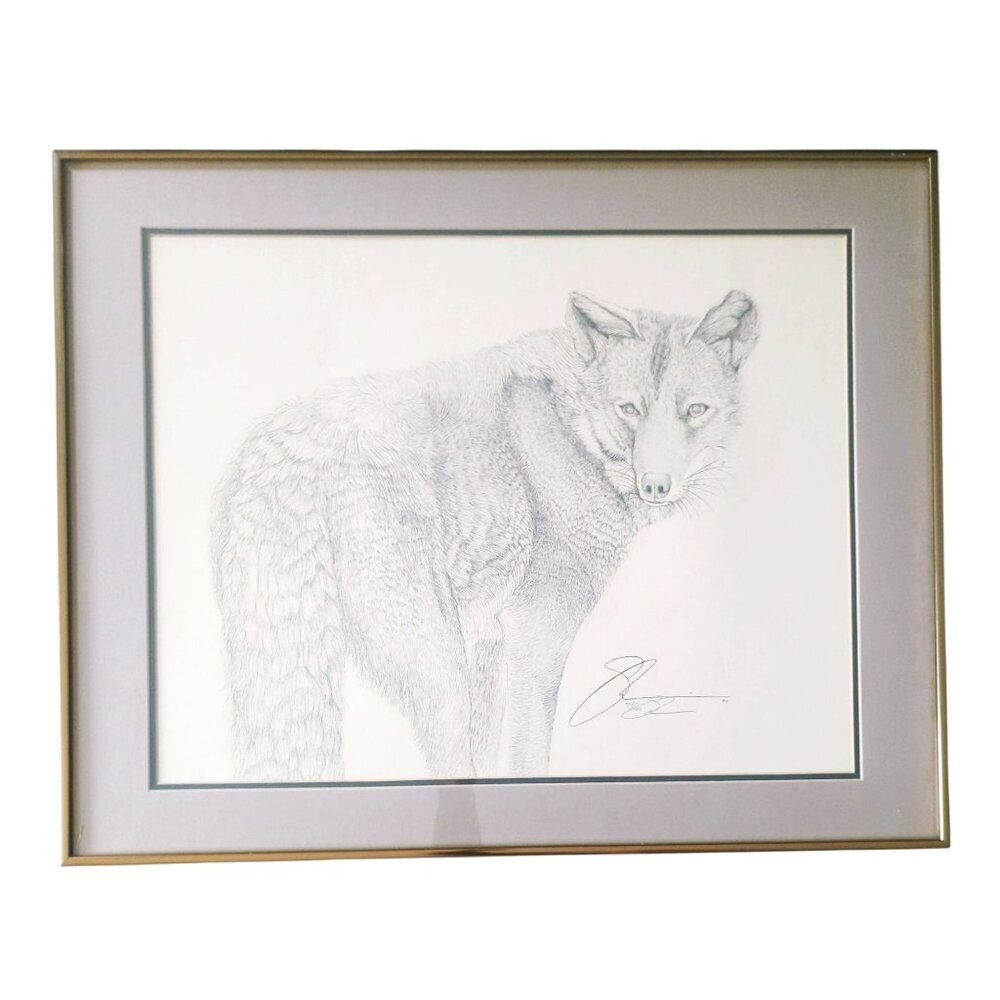 Susan Morrison Coyote Signed & Numbered Print With Gold Metal Frame 1980